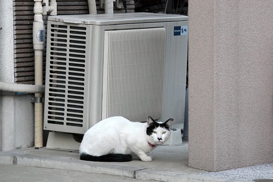 太田区のねこ