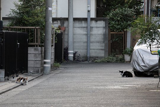 太田区のねこ