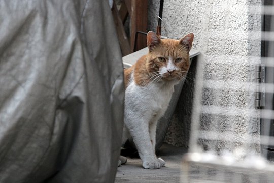 太田区のねこ