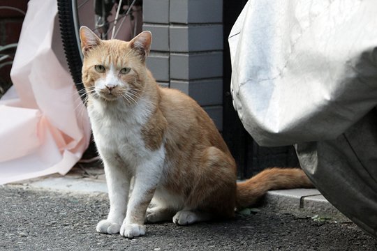 太田区のねこ