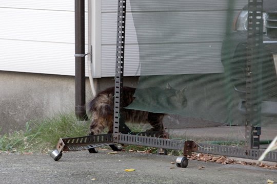 太田区のねこ