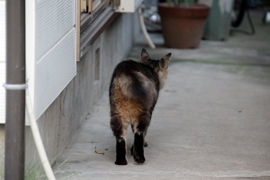 太田区のねこ