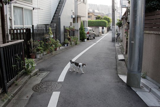 太田区のねこ