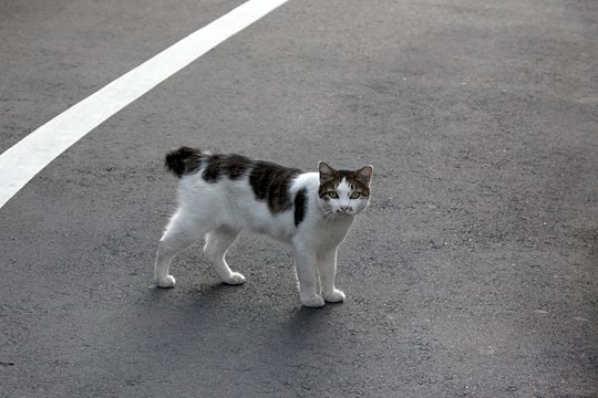 太田区のねこ