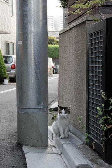 太田区のねこ