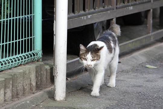 太田区のねこ