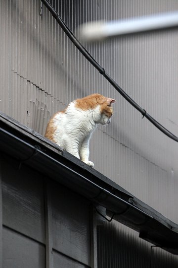 太田区のねこ