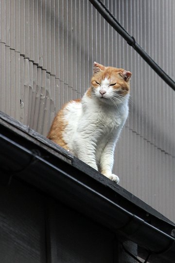 太田区のねこ