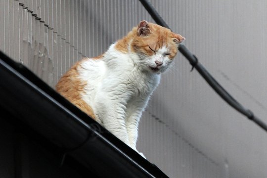 太田区のねこ