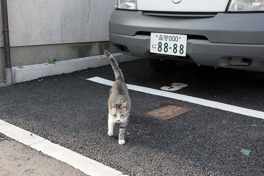 太田区のねこ