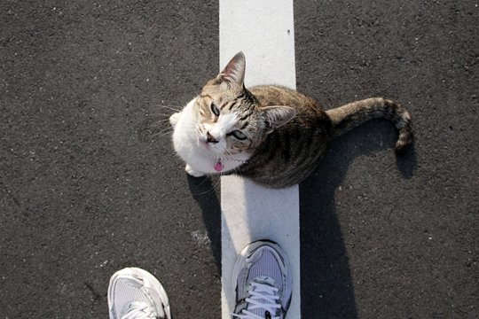 太田区のねこ