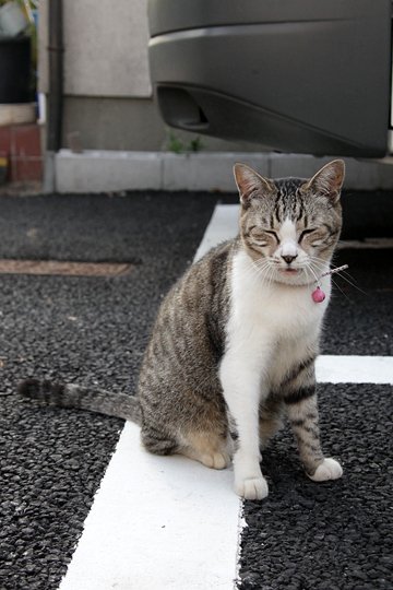 太田区のねこ