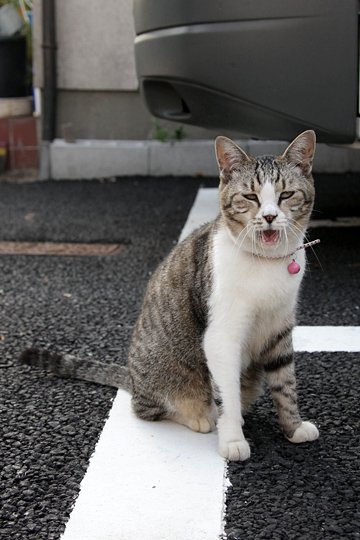 太田区のねこ