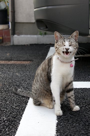 太田区のねこ