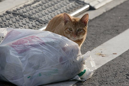 太田区のねこ
