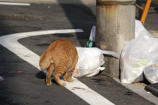 太田区のねこ