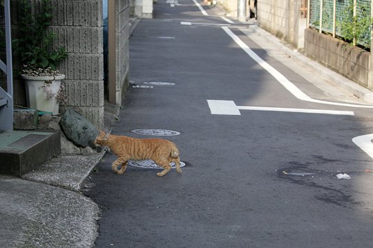 太田区のねこ