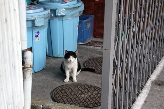 太田区のねこ