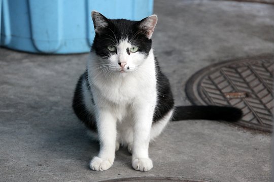太田区のねこ