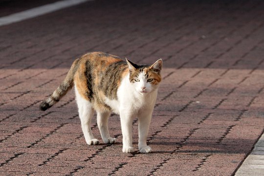 太田区のねこ