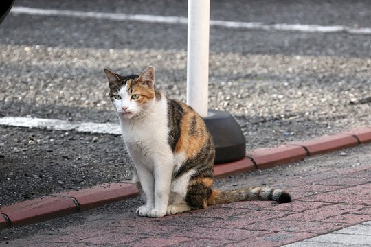 太田区のねこ