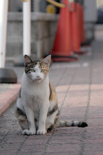 太田区のねこ