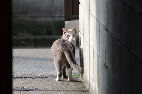 太田区のねこ