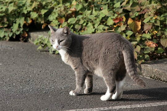 太田区のねこ