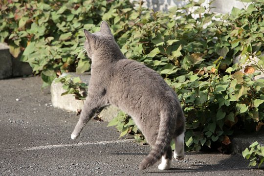 太田区のねこ