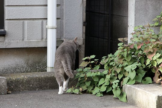 太田区のねこ