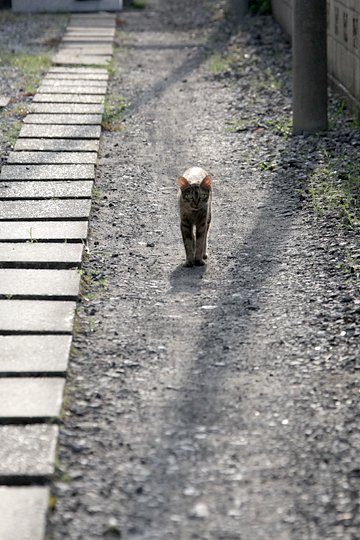 太田区のねこ