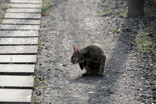 太田区のねこ