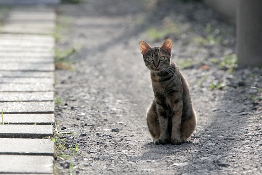 太田区のねこ