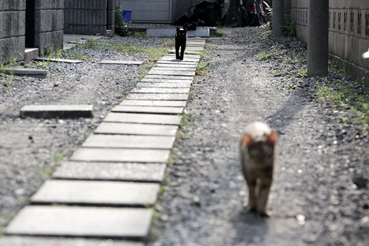 太田区のねこ