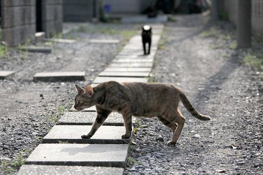 太田区のねこ