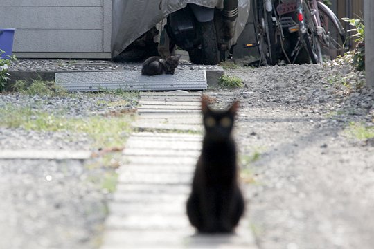 太田区のねこ