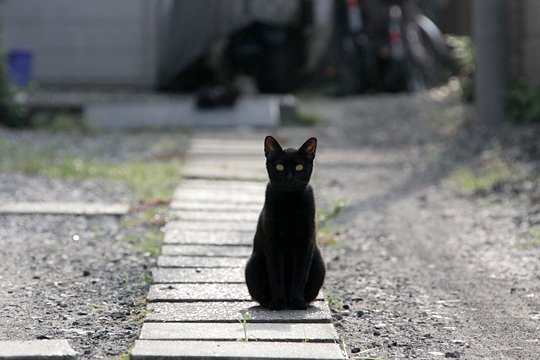 太田区のねこ