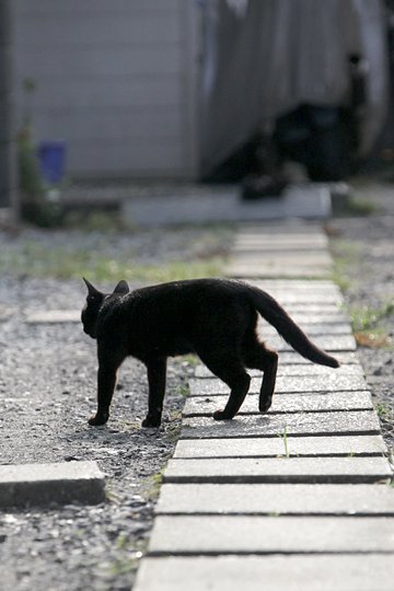 太田区のねこ