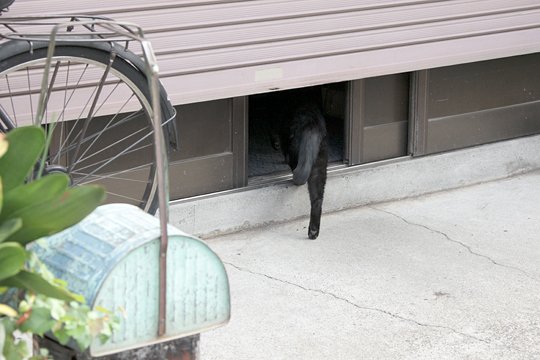 太田区のねこ