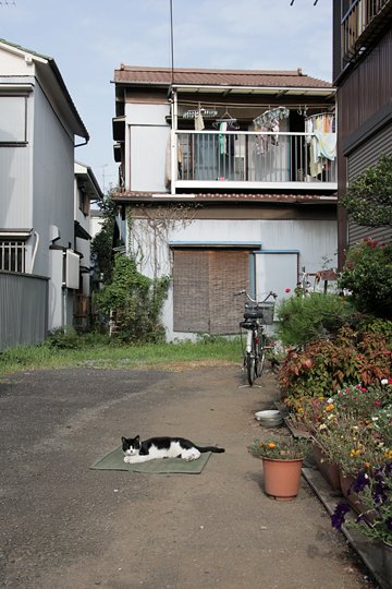 太田区のねこ