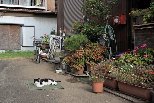 太田区のねこ