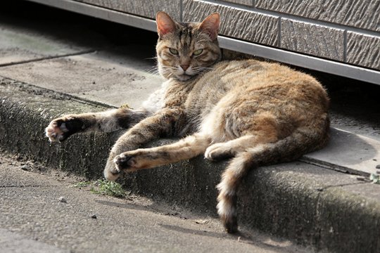 太田区のねこ