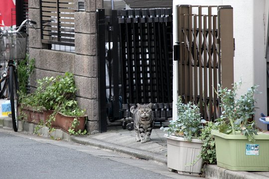 太田区のねこ