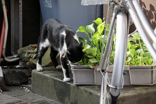 太田区のねこ