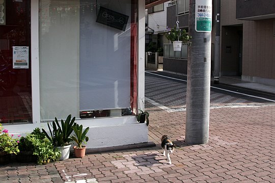 太田区のねこ