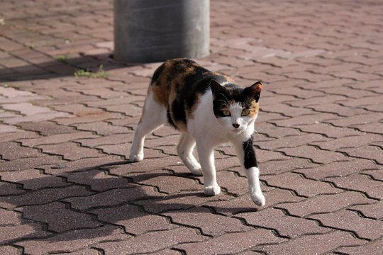 太田区のねこ