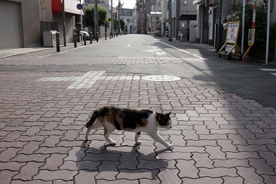 太田区のねこ