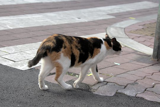 太田区のねこ