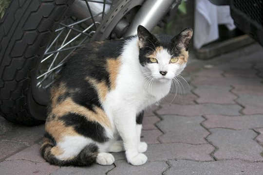 太田区のねこ