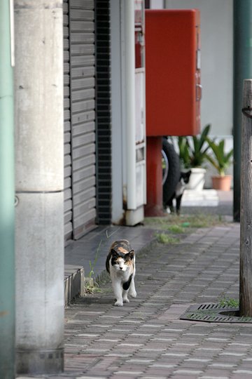 太田区のねこ